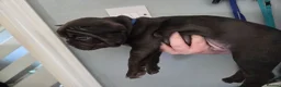 French Bulldog dogs for sale: French bulldog puppies - Advert 17