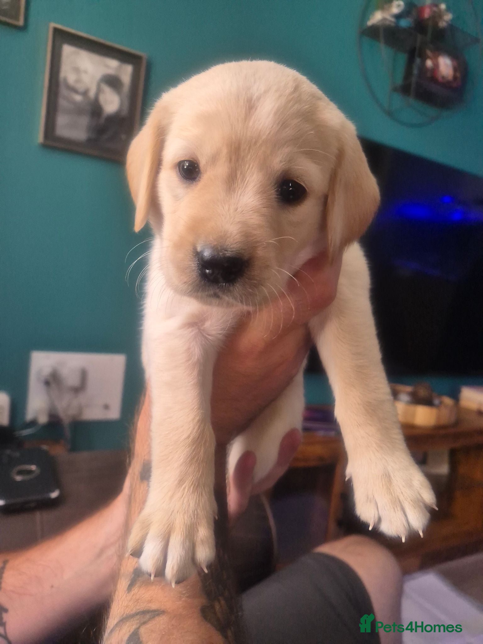 Goldador dogs Stunning F1 Goldador Puppies- Only 3 Females Left - Advert 7