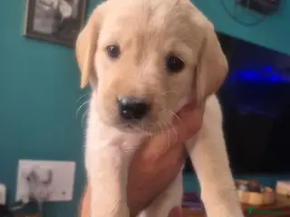 Goldador dogs Stunning F1 Goldador Puppies- Only 3 Females Left - Advert 7