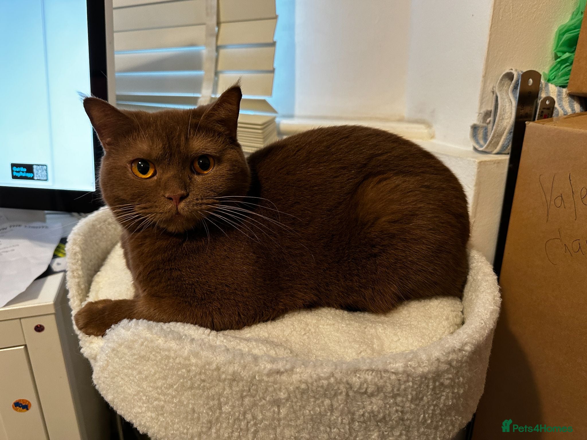 British Shorthair cats Fawn, blue & chocolate golden BSH Great structure! - Advert 2