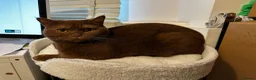 British Shorthair cats for sale: Fawn, blue & chocolate golden BSH Great structure! - Advert 8