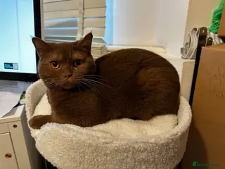 British Shorthair cats Fawn, blue & chocolate golden BSH Great structure! - Advert 2