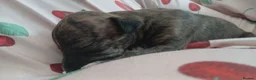Mixed Breed dogs for sale: whippet / greyhound saluki whippet in Southampton - Advert 4