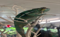 Chameleon reptiles for sale: Ambilobe male chameleon - Image 4