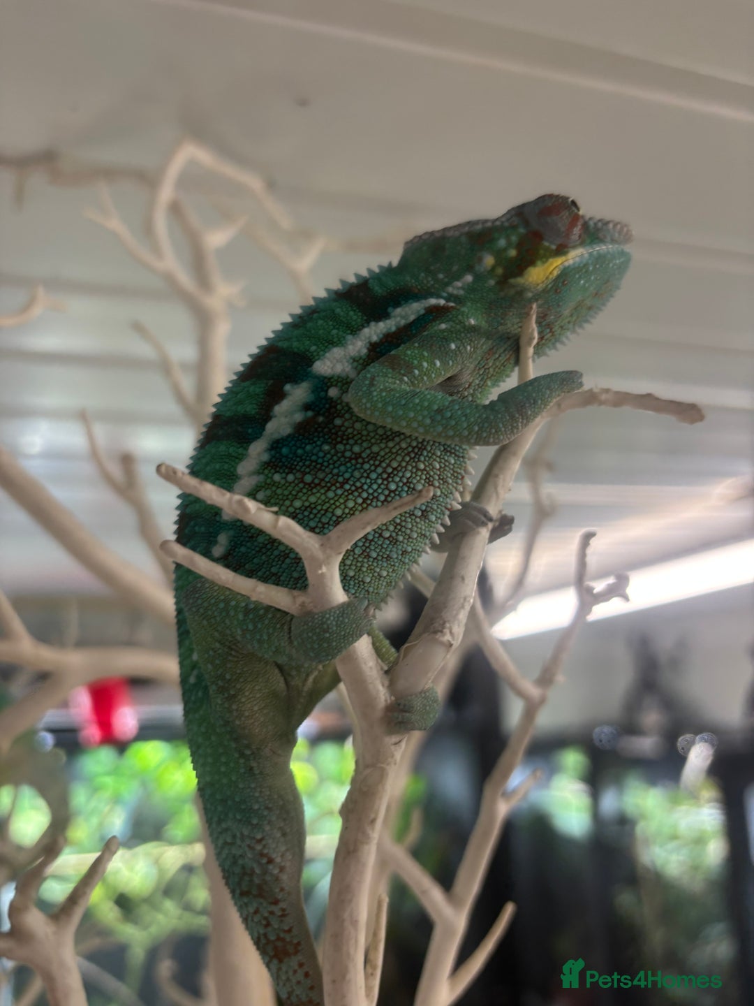 Chameleon reptiles for sale: Ambilobe male chameleon - Image 4