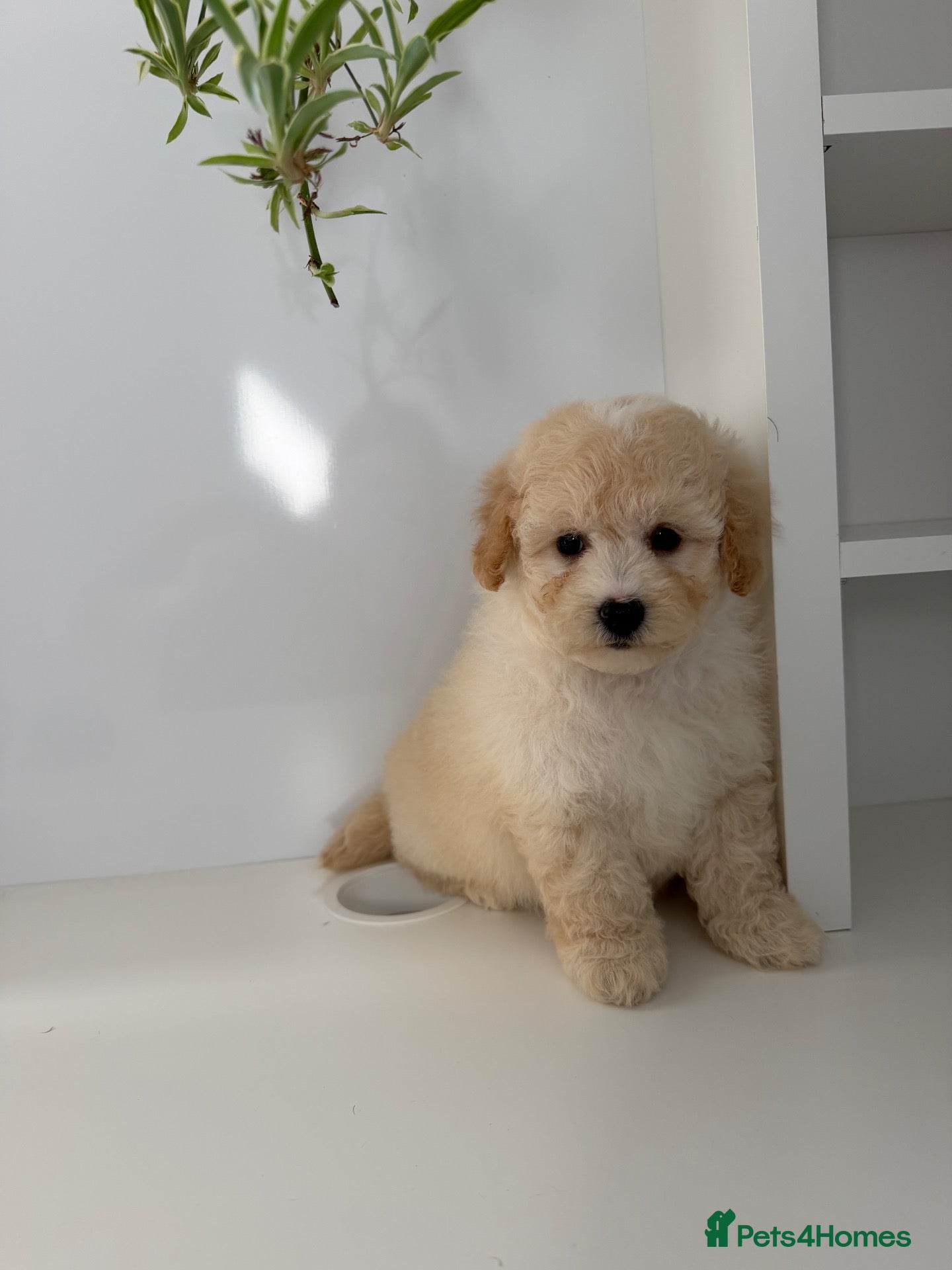 Poochon dogs Outstanding F1 health tested puppies - Advert 17