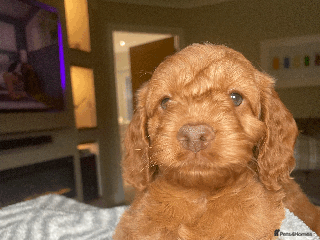 Cockapoo dogs - Advert 32