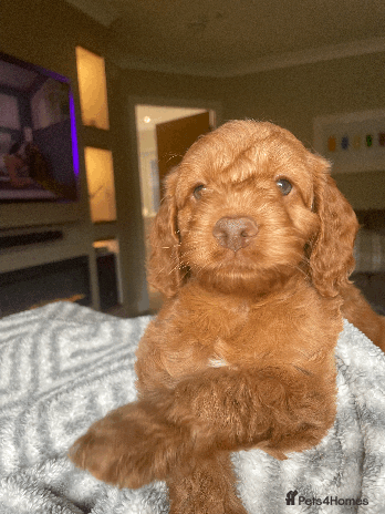 Cockapoo dogs - Advert 9
