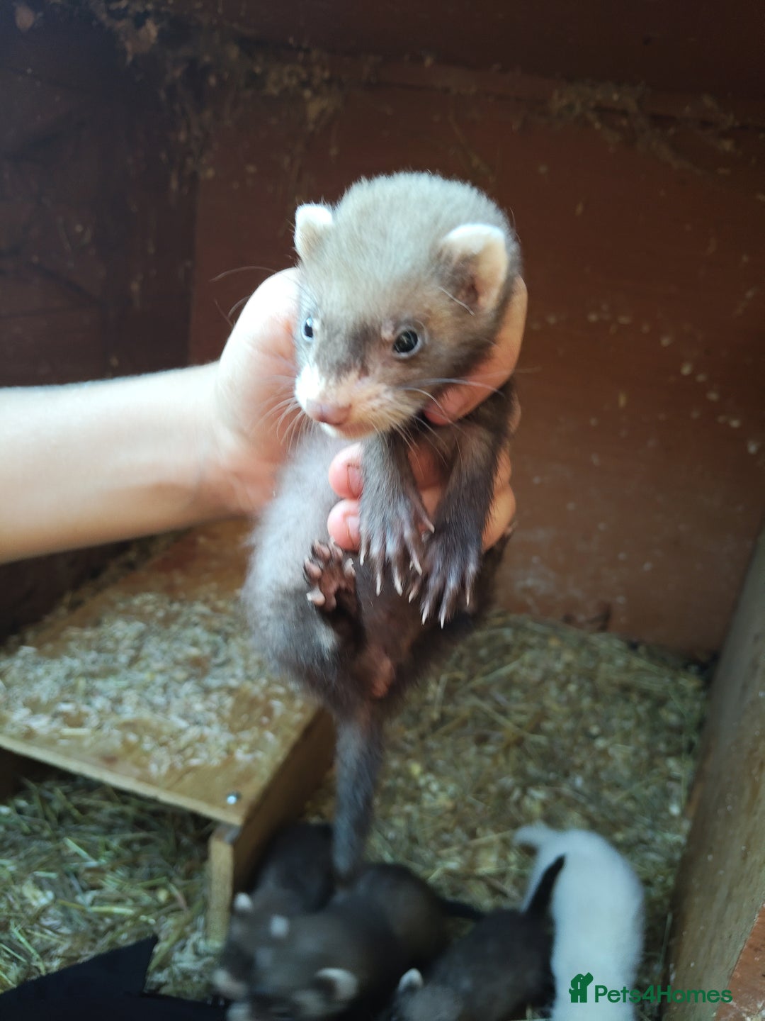 Mixed Breed livestock for sale: Ferrets  - Image 4