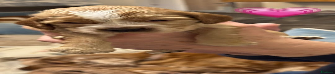 Cocker Spaniel Puppy 10