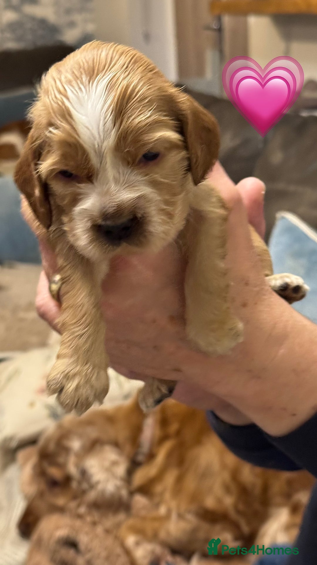 Cocker Spaniel dogs for sale: KC show type cocker spaniels  - Image 10