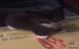 Mixed Breed cats for sale: Two females and one male.  - Image 4