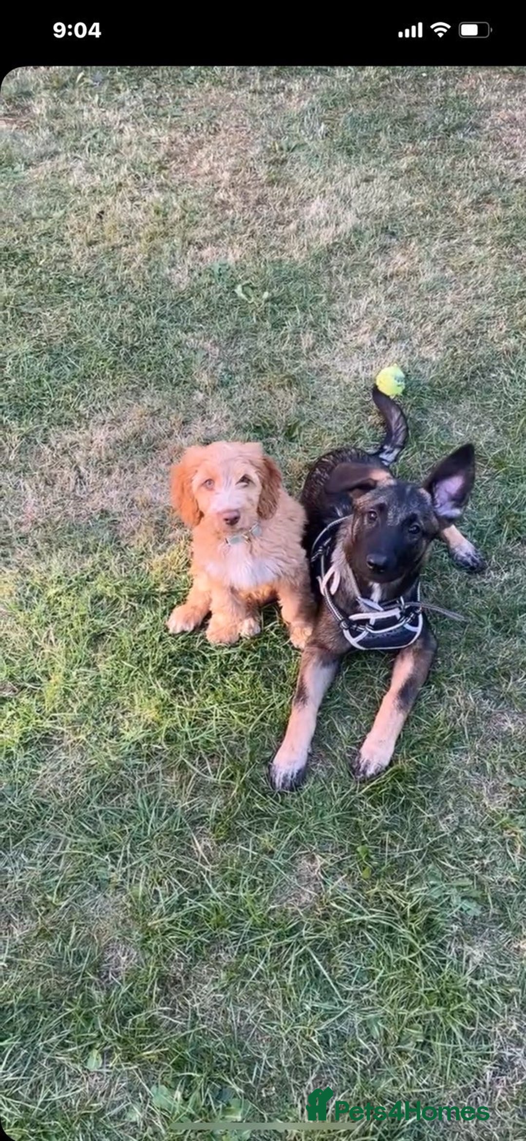 Mixed Breed dogs for sale: Rocko - 9 months Belgian Shepard  - Advert 5