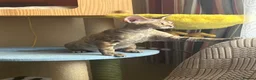 Devon Rex cats for sale: Our beautiful Devon Rex kittens are ready to move  - Advert 24