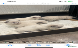 Ragdoll cats for sale: Stunning Pure breed ragdoll kittens  - Advert 9