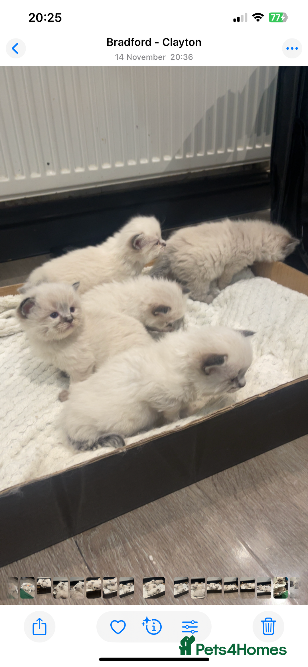 Ragdoll cats for sale: Stunning Pure breed ragdoll kittens  - Advert 9
