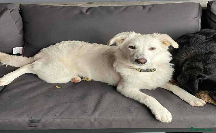 Mixed Breed dogs Adorable Abbie is still Looking for Love 🐾 - Advert 12