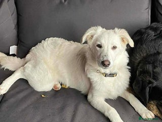 Mixed Breed dogs Adorable Abbie is still Looking for Love 🐾 - Advert 5