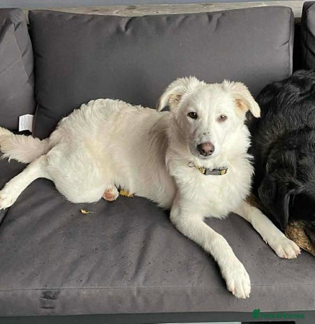 Mixed Breed dogs Adorable Abbie is still Looking for Love 🐾 - Advert 12