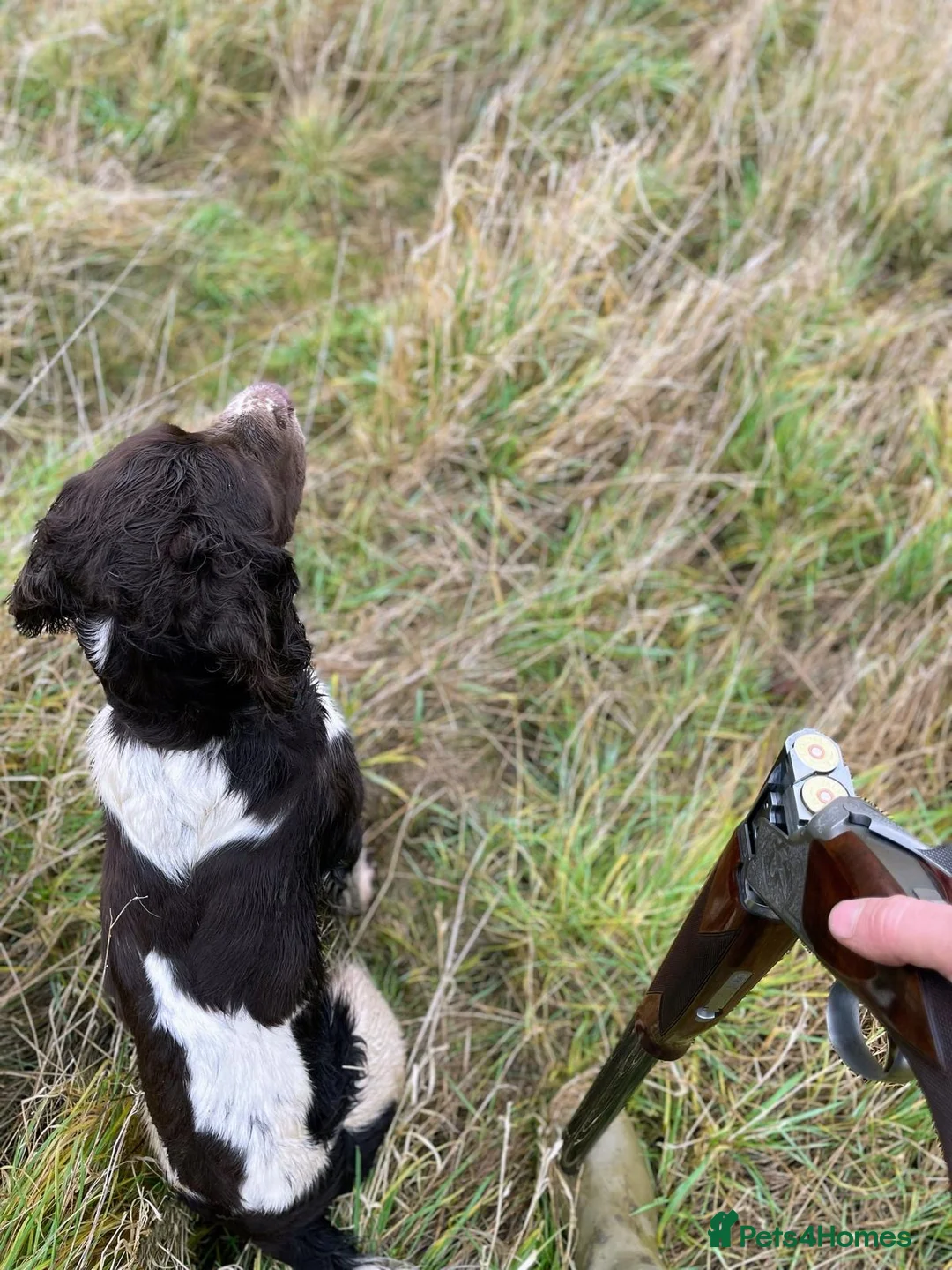 English Springer Spaniel dogs for stud: COI 5.9% English Springer Spaniel STUD  in Clacton-on-Sea - Advert 10