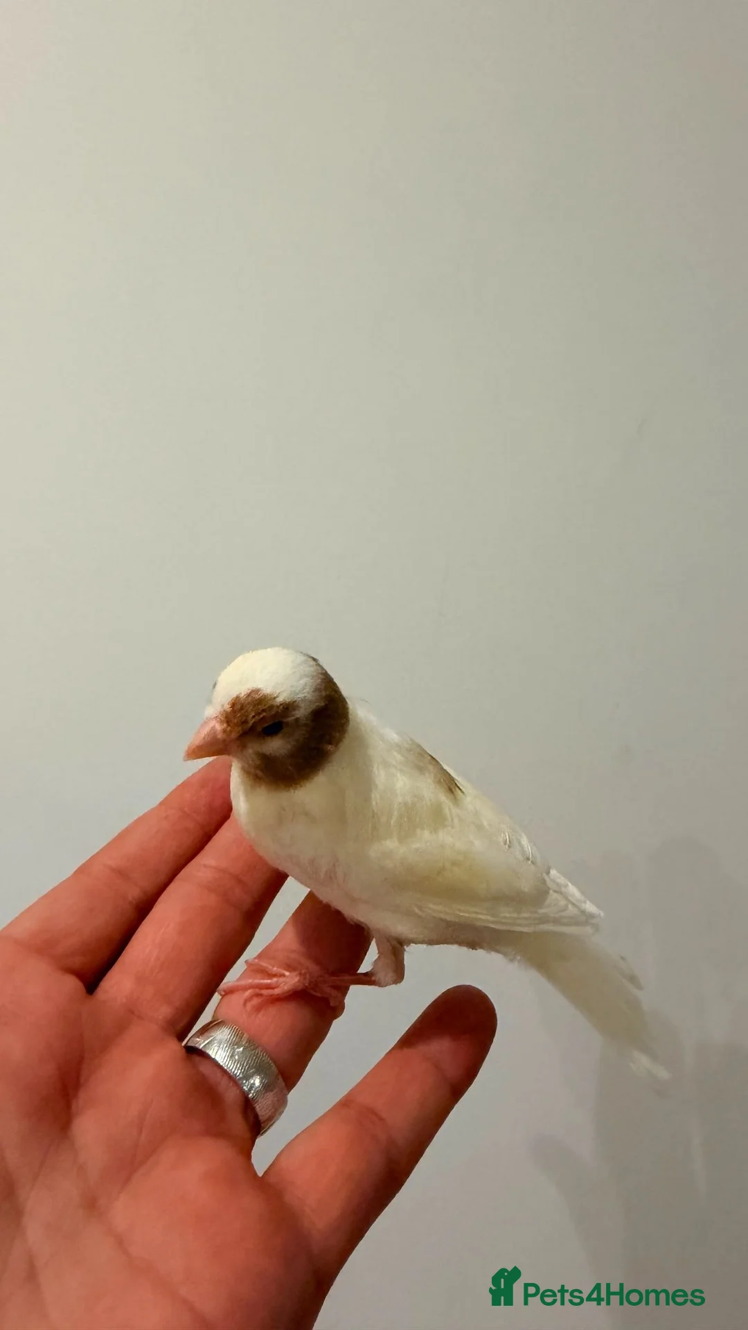 Canaries birds for sale: NW10 2NH in London - Advert 1