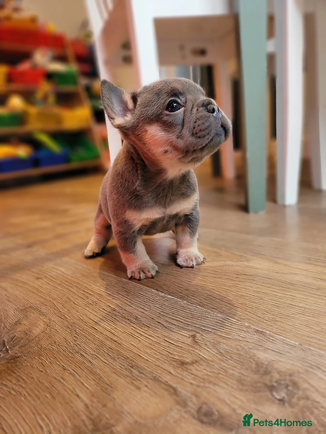French Bulldog dogs for stud: "THE STIG" LILAC AND TAN PLATINUM FLUFFY CARRIER  in Manchester - Advert 9