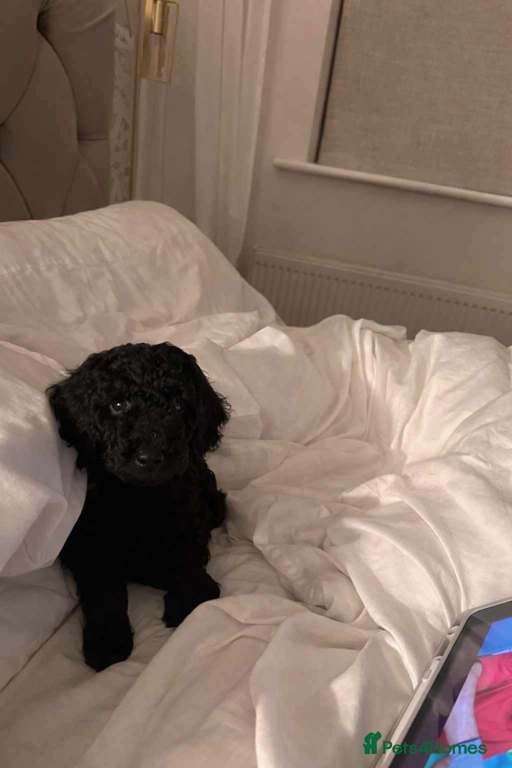 Miniature Poodle dogs Beautiful Miniature Poodles ** 1 now available  - Advert 2