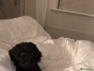 Miniature Poodle dogs Beautiful Miniature Poodles ** 1 now available - Advert 7