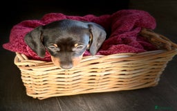 Dachshund dogs for sale: Beautiful dachshund puppies - Image 19