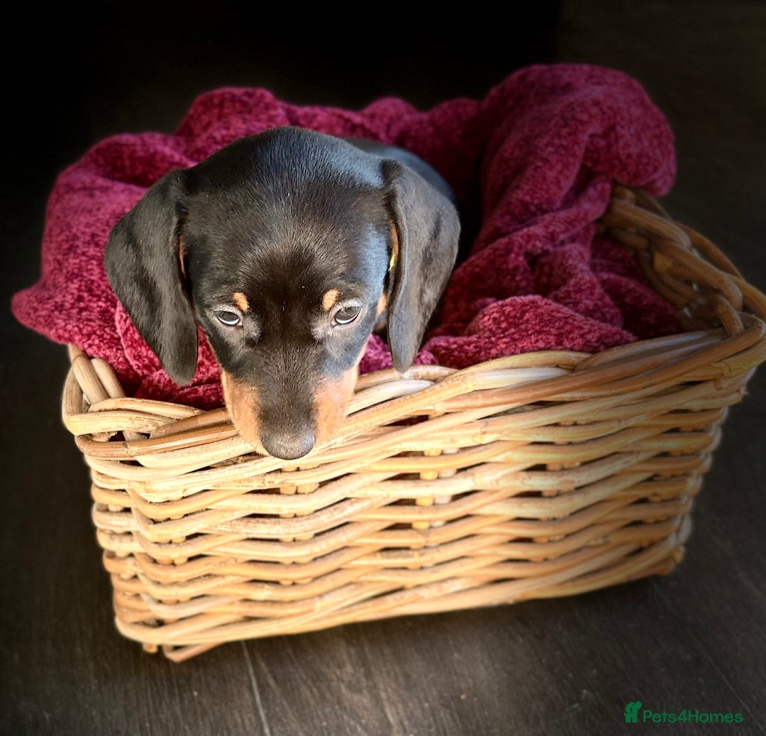 Dachshund dogs for sale: Beautiful dachshund puppies - Image 19