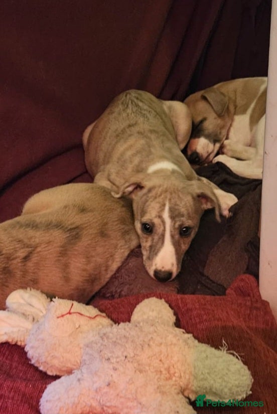 Whippet dogs 1 Beautiful KC Reg female Whippet puppy - Advert 1