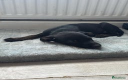 Mixed Breed dogs for sale: 5 month old Staffy x Labradoodle pup for sale  - Image 2