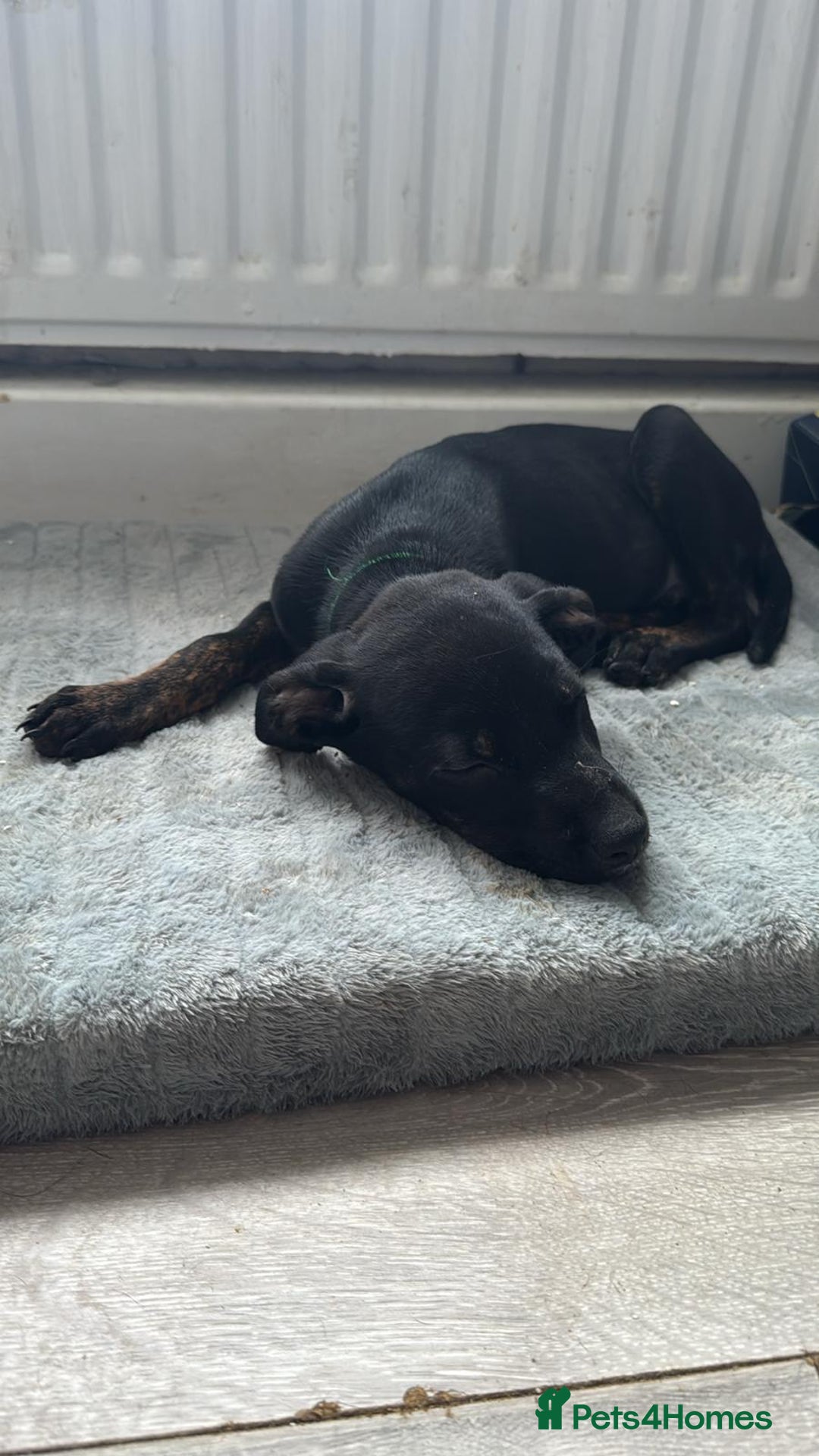 Mixed Breed dogs for sale: 5 month old Staffy x Labradoodle pup for sale  - Image 2