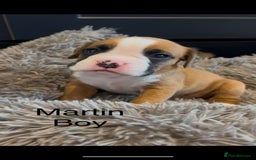 Boxer dogs for sale: Beautiful Boxer Puppies  🐾 - Image 26