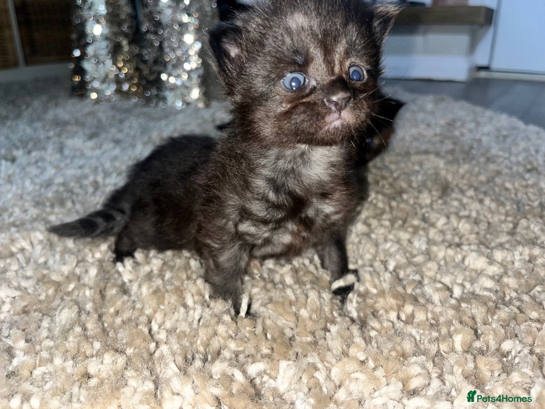 Maine Coon cats for sale: Maine coon smoke kittens  - Advert 9