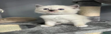 Ragdoll 3 - Grey collar 