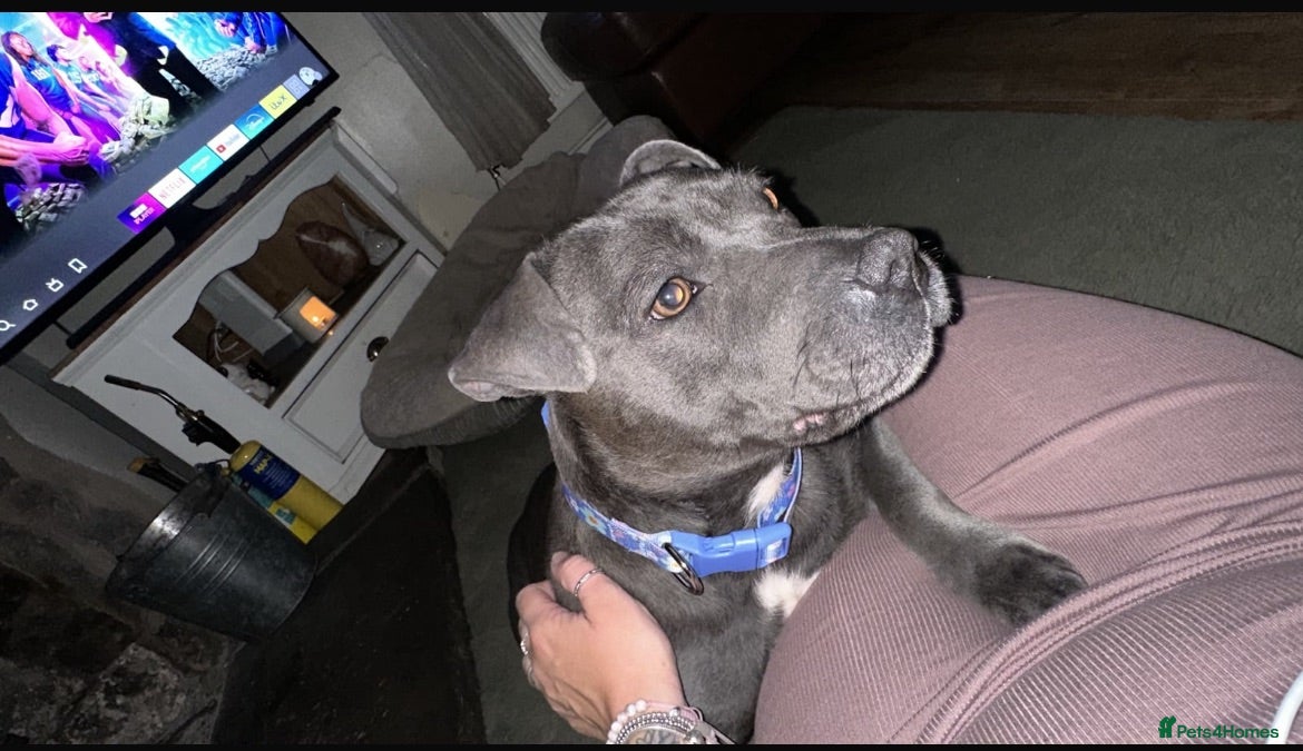 Staffordshire Bull Terrier dogs 5 month old staffy puppy - Advert 2