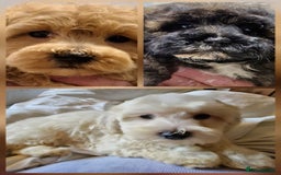 Maltipoo dogs for sale: Maltipoo puppy's - ready august 19th!  - Image 16