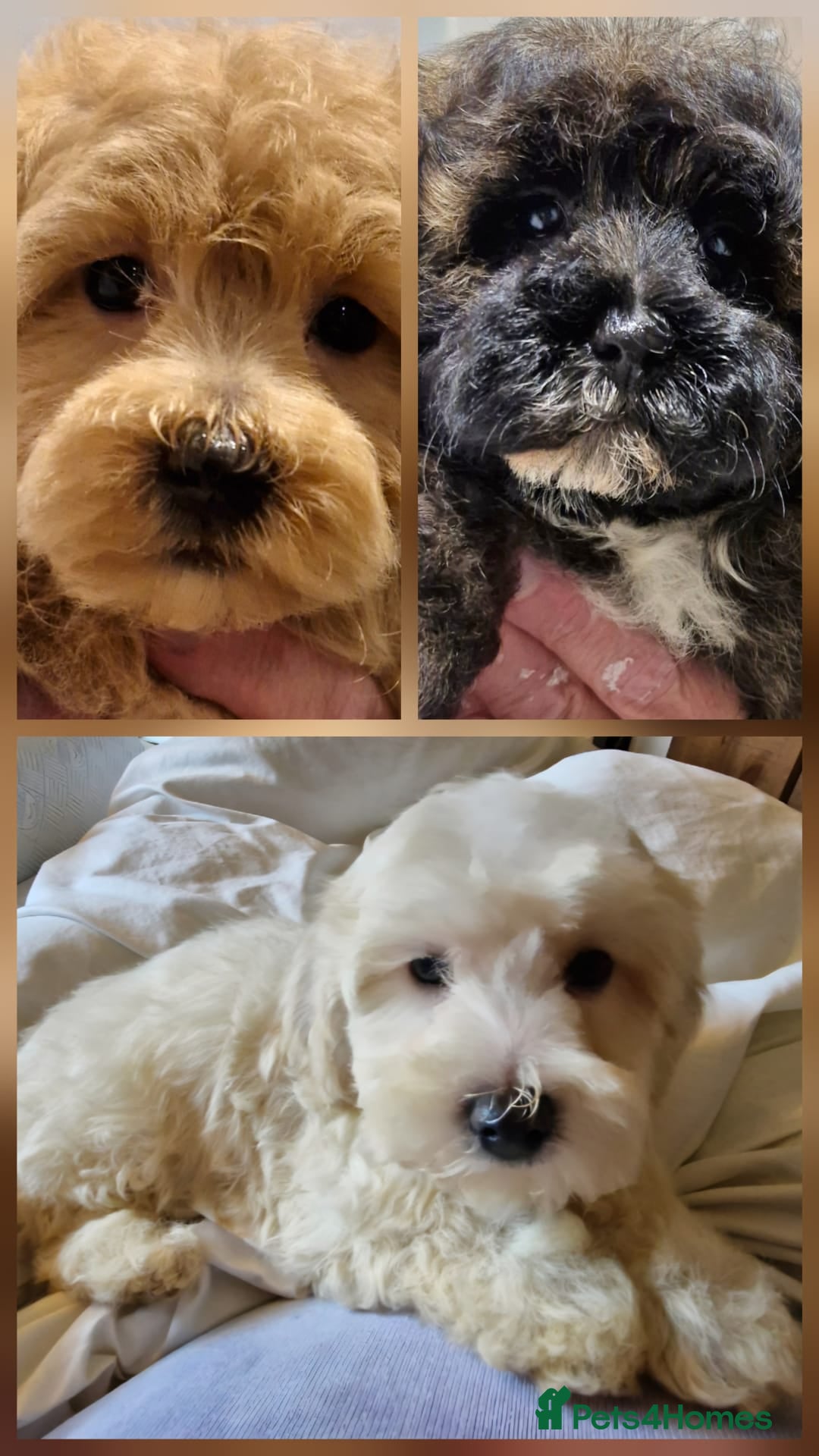 Maltipoo dogs for sale: Maltipoo puppy's - ready august 19th!  - Image 16