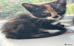 Bengal cats for sale: 6 Cross Bengal Kittens - Image 20