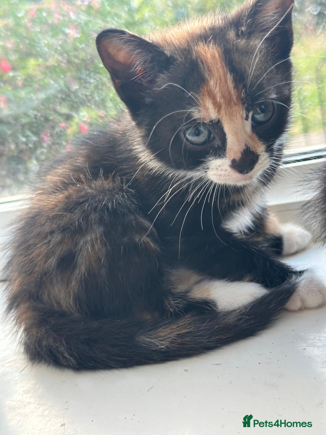 Bengal cats for sale: 6 Cross Bengal Kittens - Image 20