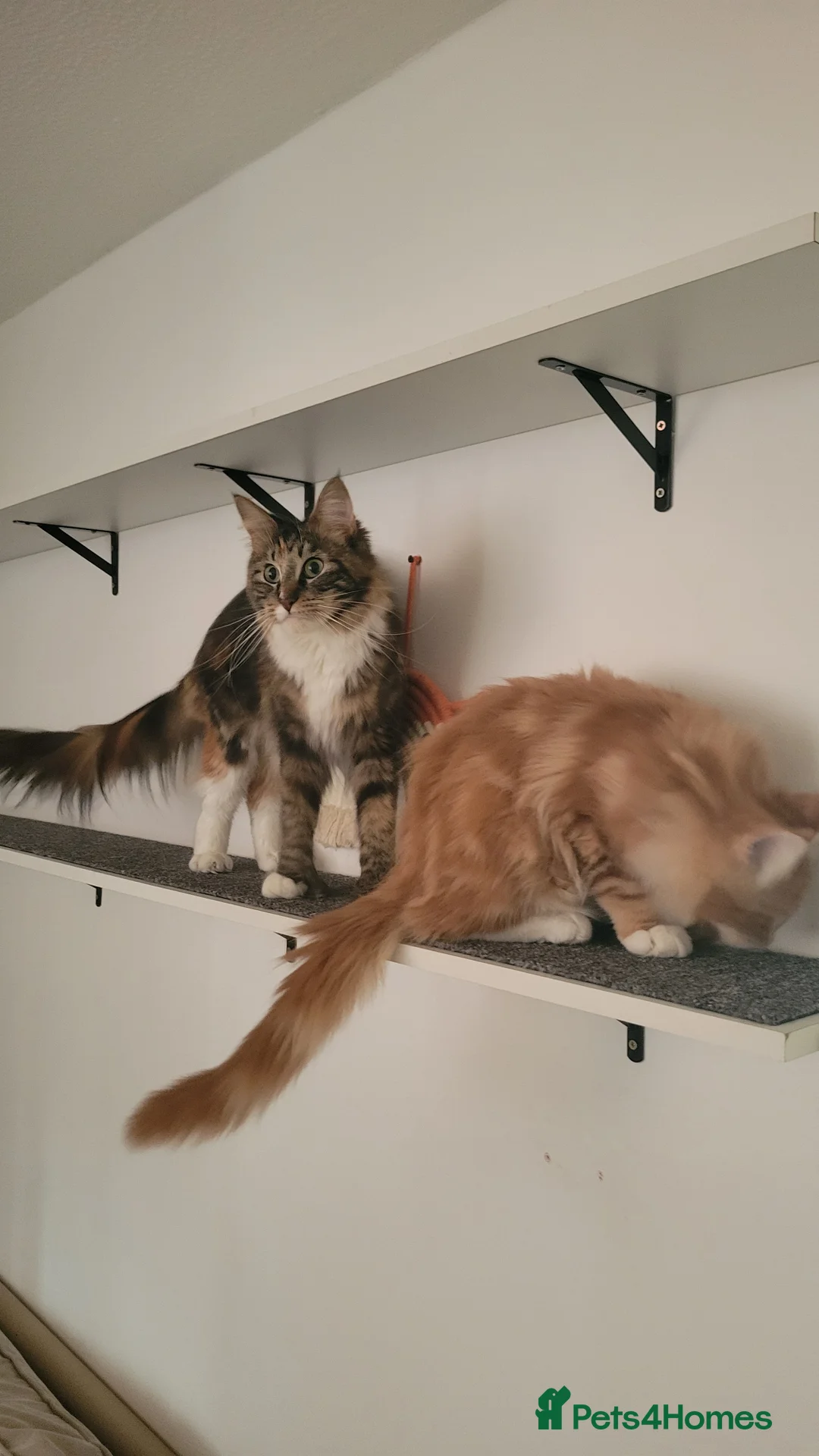 Maine Coon cats for sale: Orange & Silver Mainecoon Kittens in Leeds - Advert 2