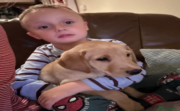 Labrador Retriever dogs - Advert 13