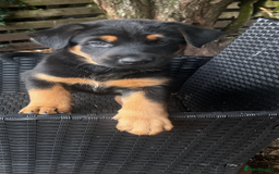 Belgian Shepherd Dog dogs for sale: Stunning litter of Belgium Malinois X Dobermann  - Image 19