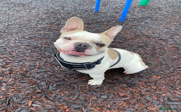 French Bulldog dogs - Advert 4