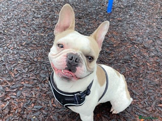 French Bulldog dogs - Advert 21