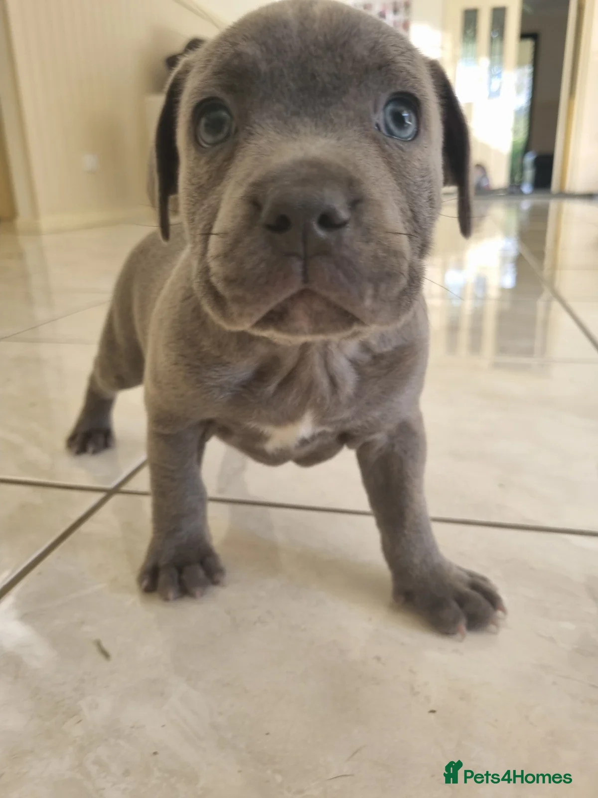 Staffordshire Bull Terrier dogs Staffordshire Bull Terrier  for sale  - Advert 12