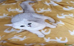 British Shorthair cats for sale: Lapcat GCCF Silver British Shorthair Kitten. in Lancaster - Image 12