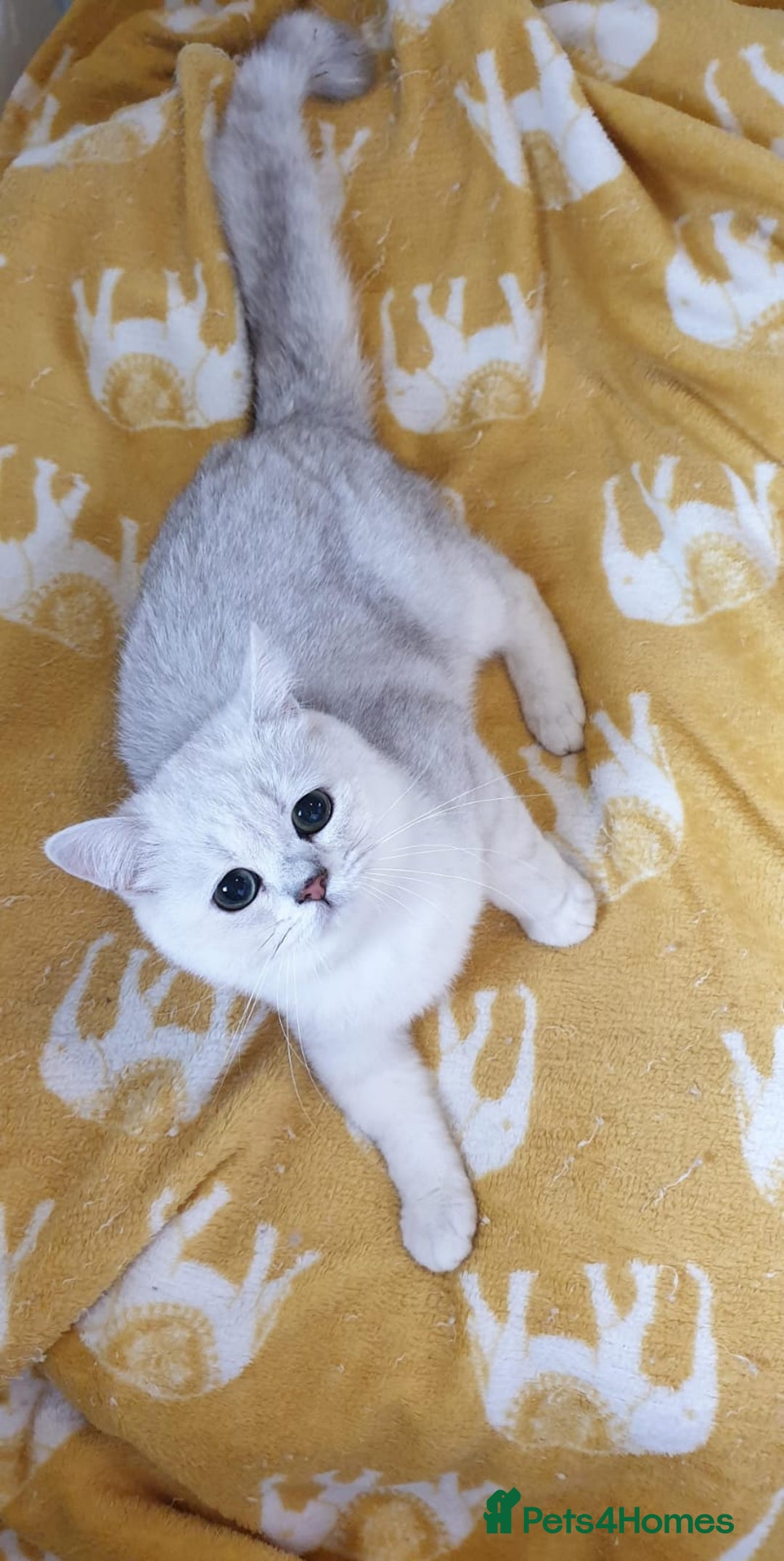 British Shorthair cats for sale: Lapcat GCCF Silver British Shorthair Kitten. in Lancaster - Image 12