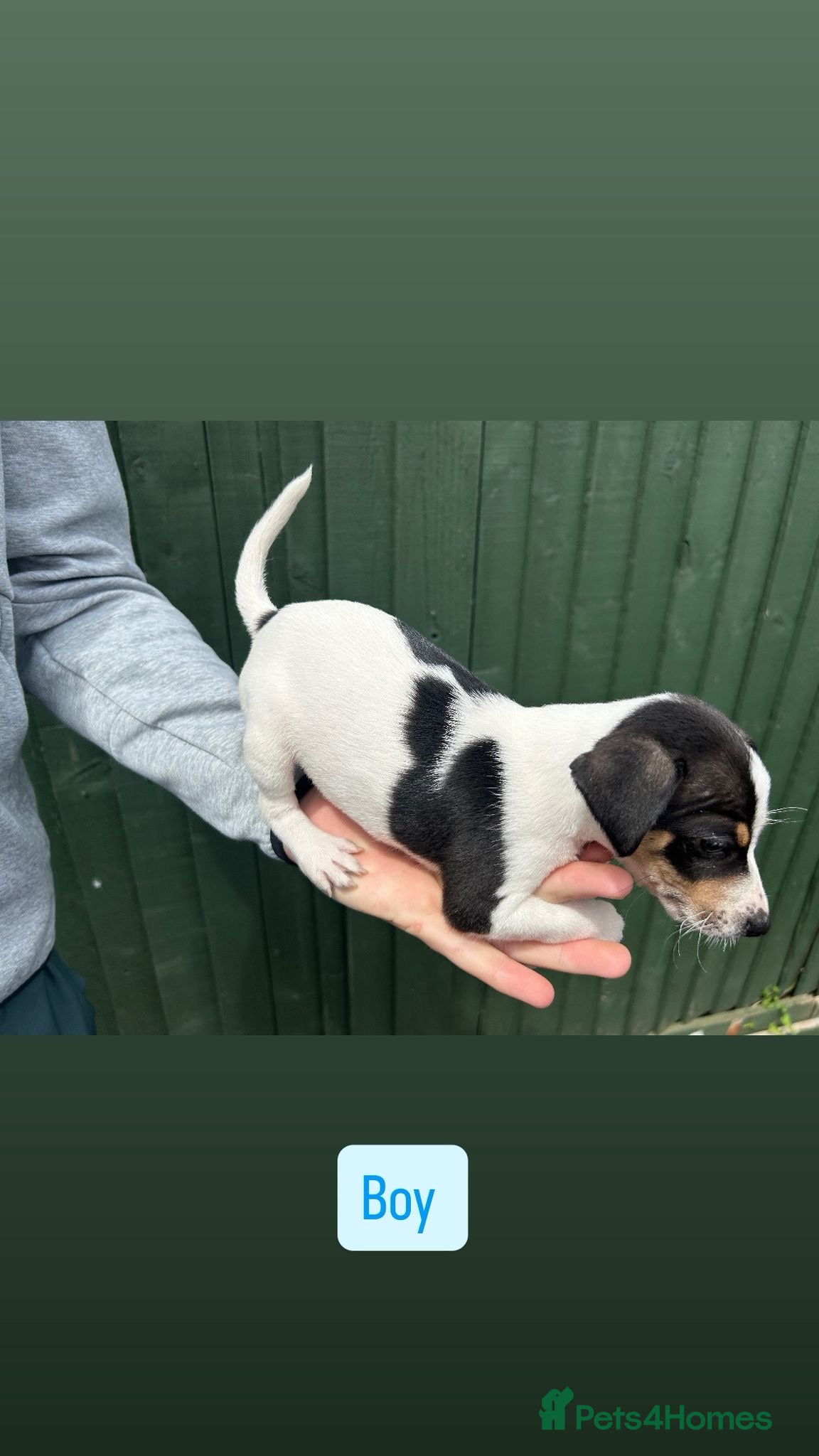 Jack Russell dogs for sale: Jack Russell puppies  in Oxford - Advert 5